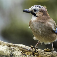 Buy canvas prints of Jay at Potteric Carr by George Cox