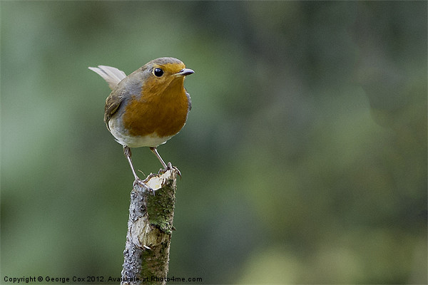 Robin on a stump Picture Board by George Cox