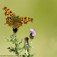 Buy canvas prints of Comma by George Cox