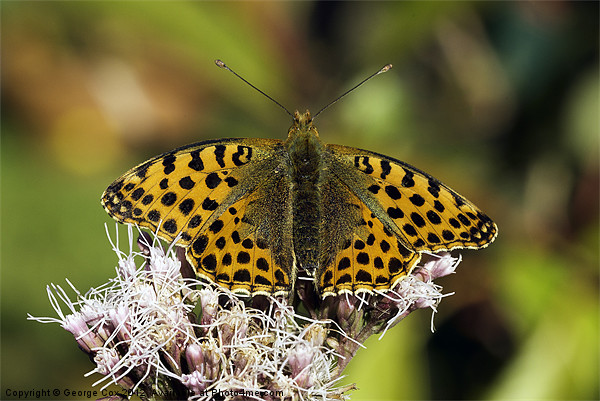 Queen of Spain Fritillary Picture Board by George Cox