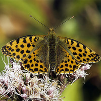 Buy canvas prints of Queen of Spain Fritillary by George Cox