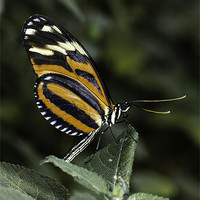 Buy canvas prints of Tigerwing Butterfly by George Cox
