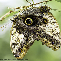 Buy canvas prints of A pair of Owl butterflies by George Cox