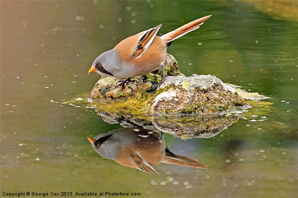 Bearded Tit Reflection Picture Board by George Cox