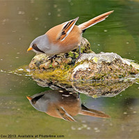 Buy canvas prints of Bearded Tit Reflection by George Cox