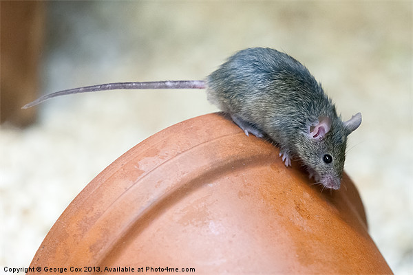Mouse on a Pot Picture Board by George Cox