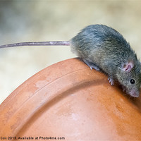 Buy canvas prints of Mouse on a Pot by George Cox