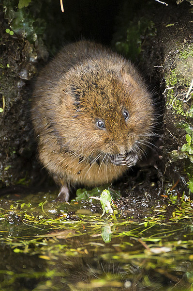  Water Vole Picture Board by George Cox