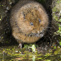 Buy canvas prints of  Water Vole by George Cox