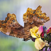 Buy canvas prints of  Comma Butterfly by George Cox