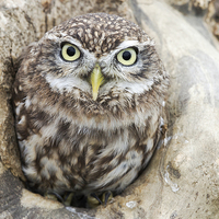 Buy canvas prints of  Little Owl Framed by George Cox