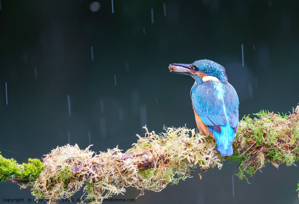 Kingfisher in the rain with a fish Picture Board by George Cox