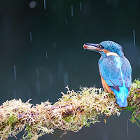 Buy canvas prints of Kingfisher in the rain with a fish by George Cox