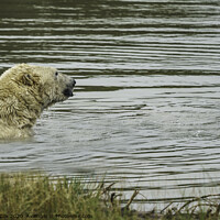 Buy canvas prints of Polar Bear taking a dip by George Cox