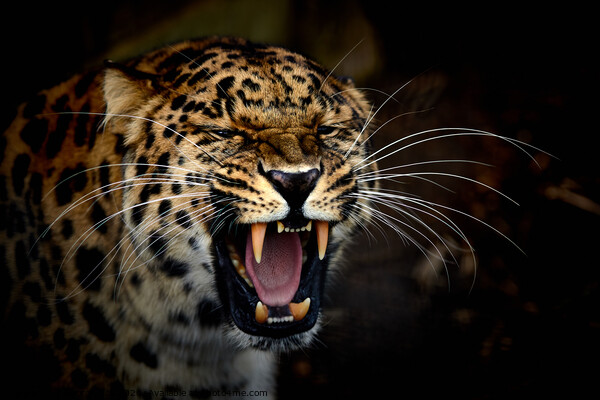 A jaguar with its mouth open Picture Board by George Cox