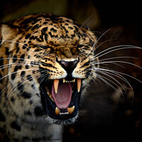 Buy canvas prints of A jaguar with its mouth open by George Cox