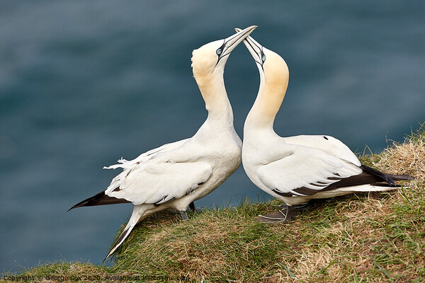Courting Gannets Picture Board by George Cox