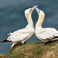 Buy canvas prints of Courting Gannets by George Cox