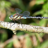 Buy canvas prints of Migrant Hawker by George Cox