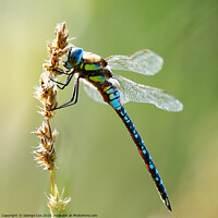 Buy canvas prints of Migrant Hawker on a grass by George Cox