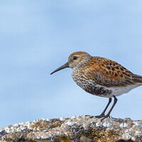 Buy canvas prints of Dunlin on a rock by George Cox