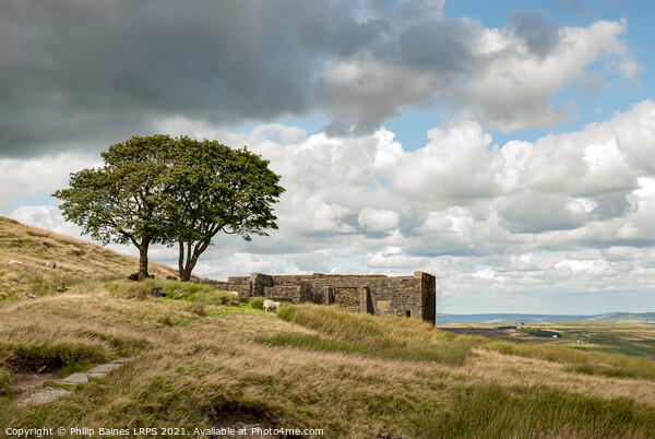 Top Withins on Haworth Moor Picture Board by Philip Baines