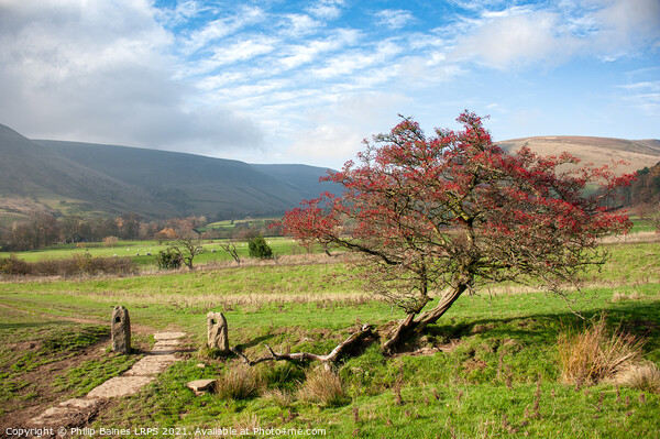 The path to Barber Booth from Edale Picture Board by Philip Baines