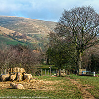 Buy canvas prints of Feeding Sheep at Edale by Philip Baines