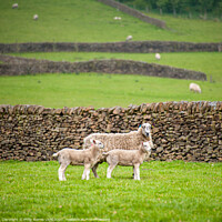 Buy canvas prints of Sheep at Edale by Philip Baines