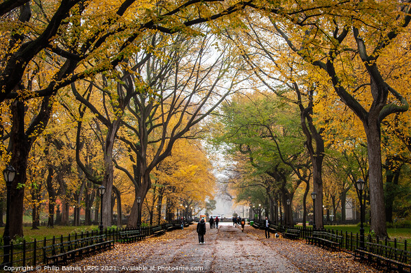 Central Park's Mall and Literary Walk Picture Board by Philip Baines