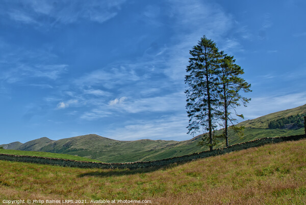 Lakeland Trees near Troutbeck Picture Board by Philip Baines
