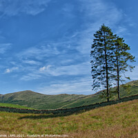 Buy canvas prints of Lakeland Trees near Troutbeck by Philip Baines