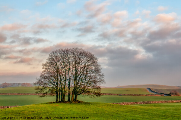 Trees in North Yorkshire Picture Board by Philip Baines