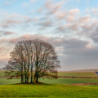 Buy canvas prints of Trees in North Yorkshire by Philip Baines