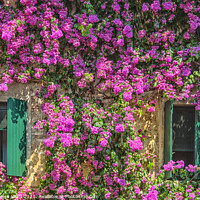 Buy canvas prints of Bougainvillea of Sirmione by Philip Baines