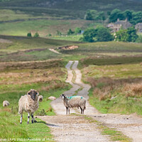 Buy canvas prints of Bronte Country Moorland by Philip Baines