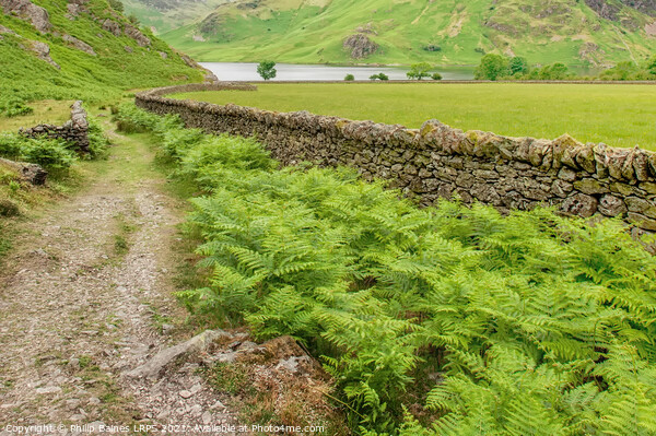 Rannerdale Knotts path to Crummock Water Picture Board by Philip Baines
