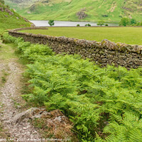 Buy canvas prints of Rannerdale Knotts path to Crummock Water by Philip Baines