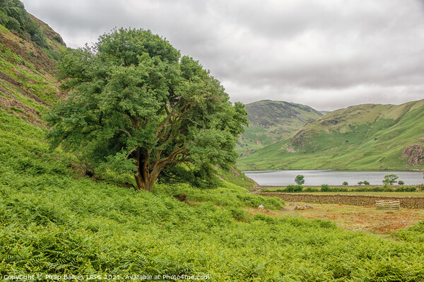 Crummock Water from Rannerdale Knotts Picture Board by Philip Baines