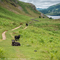 Buy canvas prints of Three Black Sheep by Philip Baines