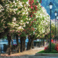 Buy canvas prints of Bellagio in Bloom by Philip Baines
