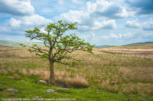 Moorland Tree on the path to Skeggles Water Picture Board by Philip Baines