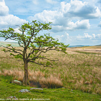 Buy canvas prints of Moorland Tree on the path to Skeggles Water by Philip Baines