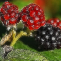 Buy canvas prints of Summer Fruits by Paul Holman Photography