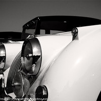 Buy canvas prints of Classic Cool Cat Mono' by Paul Holman Photography