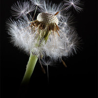 Buy canvas prints of Dandelion seeds by Paul Holman Photography
