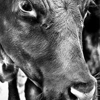 Buy canvas prints of 100% Beef by Paul Holman Photography