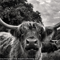 Buy canvas prints of Highland Hairy Beastie by Paul Holman Photography