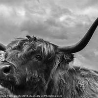 Buy canvas prints of Highland Beastie 2 by Paul Holman Photography