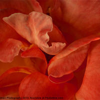 Buy canvas prints of Rose Petals by Paul Holman Photography